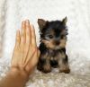 Sweet Yorkie puppies that needs to locate new home.