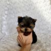 Yorkie puppies very lovely Although I spend time with them