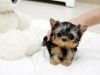 Swee.t Yorkie puppies that needs to locate new home.
