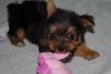 Stunning Teacup Yorkshire Terrier Puppies