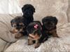 Gorgeous AKC Yorkshire Terrier Puppies. Text us at +1 8xx xx8-2xx3.
