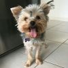 Affectionate cute male and female Yorkie