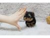 Very Lovely and Sweet Teacup Yorkie puppies.