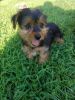 Male and female Yorkie Puppies Available