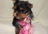 Healthy Teacup Yorkie puppies for sale.