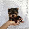 Yorkie puppies are 11weeks old