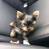 Charming Female Yorkie puppy for Good Home