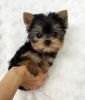 Males and females Teacup Yorkie puppies .
