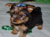 Well Socialized Yorkshire Terrier Puppies Available