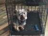 Yorkie For Sale