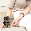 Top AKC Teacup Yorkshire Terrier puppies