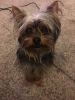 2 year old male Yorkie for sale