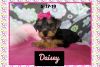Awesome Yorkie Puppies!