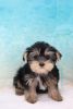 Yorkshire Terrier - Rookie - Male