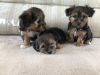 Cute Yorkie puppies available for adoption