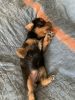 Pedigree Yorkies Looking for a Home