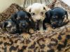 Yorkshire Terriers Puppies for sale