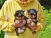 Male and female YorkShire Terrier Puppies for Sale