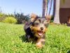 Well Trained Yorkshire Terrier puppies