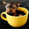 T-Cup Yorkie Pups