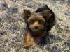 17 wk old Yorkie Male