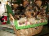 Purebred Registered Yorkie Male Pups Ready Now!