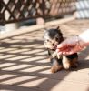 Top Quality Teacup Yorkshire Terrier Puppies.