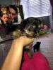 1 male 2 female available tea cup yorkie
