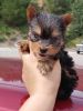 amazing male and female yorkie for sale