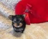 male and female tea cup yorkie available