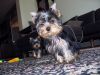 12 week old AKC register Female and Male Tea Cup Yorkie puppies!