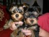 Female and Male Tea Cup Yorkie puppies for Sale!