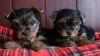 Yorkie puppies Available for rehoming