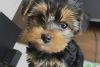 Yorkie (puppy/baby) For Sale