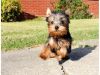 Healthy Yorkie puppies for sale