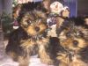 Yokie Puppy for Adoption