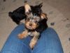 Quality Female and Male Teacup and Normal size Yorkie Puppies