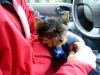 Fully Vaccinated yorkie Puppies