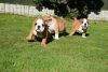 English bulldog Puppies, Pedigree for sale