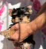 Super Charming Yorkie Puppies Looking For Loving Homes