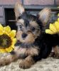 Tiny AKC Tea-Cup Yorkie Ready for new home