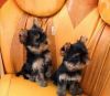 Small & Cute Yorkshire Terrier Puppy (xxx)xxx-xxxx