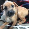 Yorkshire/ Jack Russell Terrier Mix (Female). She is 12 weeks old