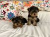 I am re-homing my new Yorkies.