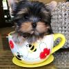 Beautiful tea cup yorkie puppy