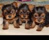 pure breed yorkie puppies for sale