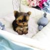 pure breed yorkie puppies for sale