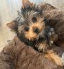 3 month old Yorkie
