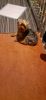 AKC Male Yorkshire Terrier 10months old old gets along with cat