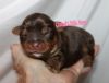 Nero chocolate party male yorkie with champione in pedigree